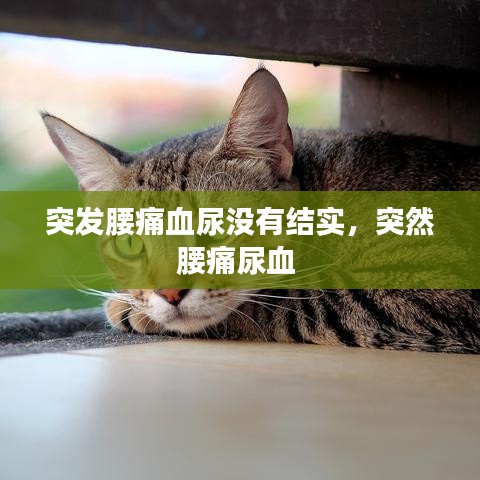 突发腰痛血尿没有结实，突然腰痛尿血 