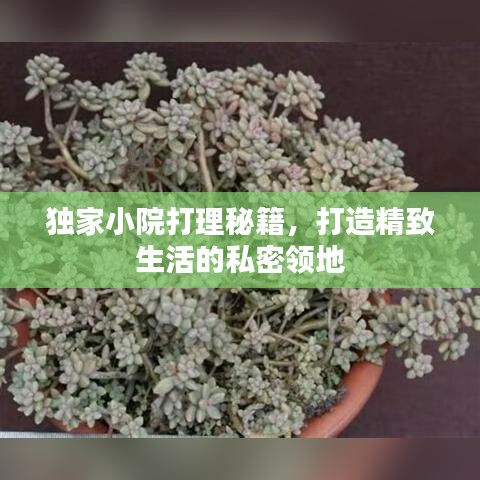独家小院打理秘籍，打造精致生活的私密领地