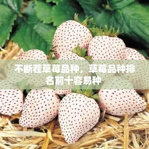 不断茬草莓品种,草莓品种排名前十容易种