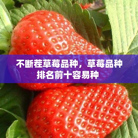 不断茬草莓品种,草莓品种排名前十容易种