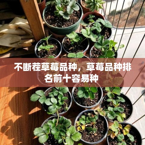 不断茬草莓品种,草莓品种排名前十容易种