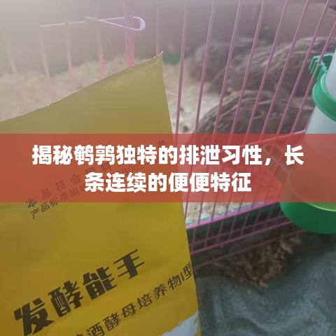 揭秘鹌鹑独特的排泄习性,长条连续的便便特征