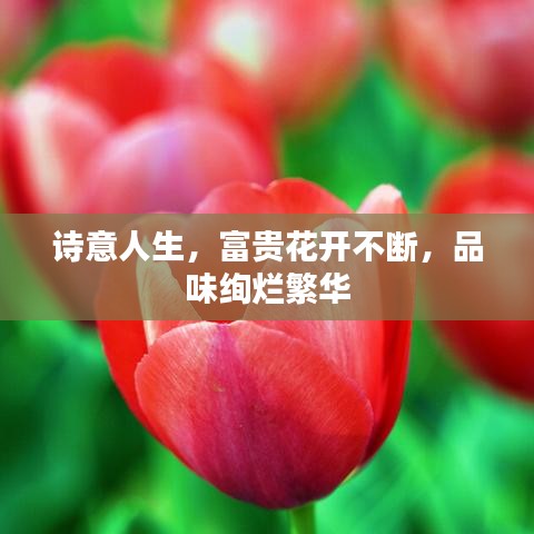 诗意人生,富贵花开不断,品味绚烂繁华
