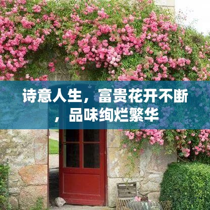 诗意人生,富贵花开不断,品味绚烂繁华