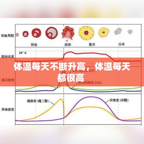 体温每天不断升高,体温每天都很高