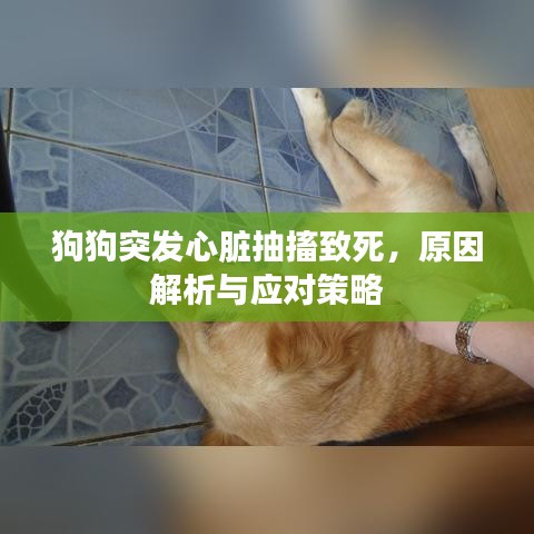 狗狗突发心脏抽搐致死，原因解析与应对策略