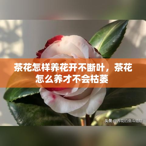 茶花怎样养花开不断叶，茶花怎么养才不会枯萎 