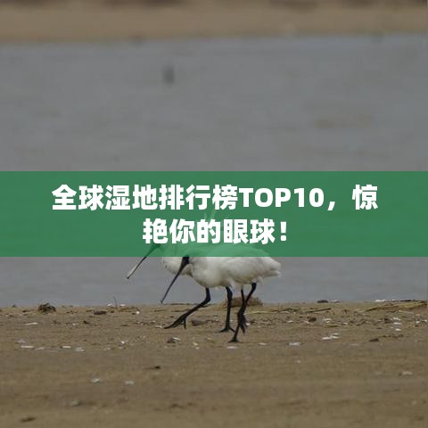 全球湿地排行榜TOP10，惊艳你的眼球！