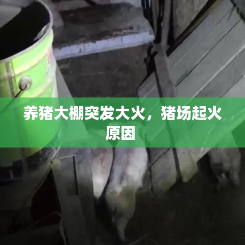 养猪大棚突发大火，猪场起火原因 