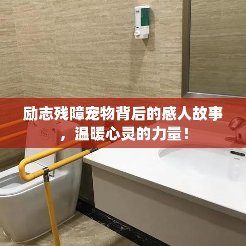 励志残障宠物背后的感人故事,温暖心灵的力量!