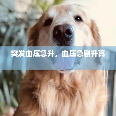 突发血压急升，血压急剧升高 