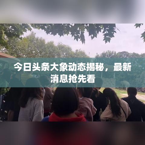 今日头条大象动态揭秘,最新消息抢先看