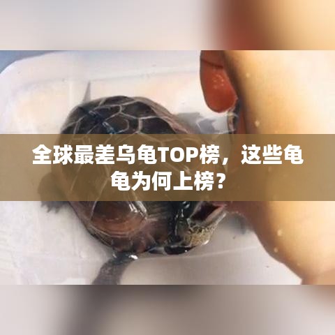 全球最差乌龟TOP榜，这些龟龟为何上榜？