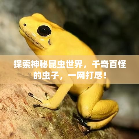 探索神秘昆虫世界，千奇百怪的虫子，一网打尽！