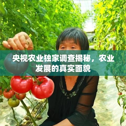 央视农业独家调查揭秘，农业发展的真实面貌