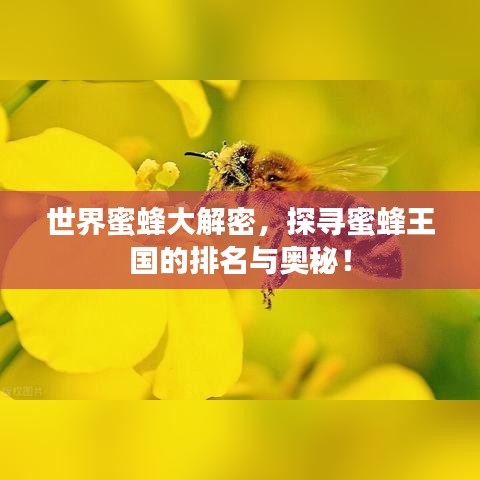 世界蜜蜂大解密，探寻蜜蜂王国的排名与奥秘！