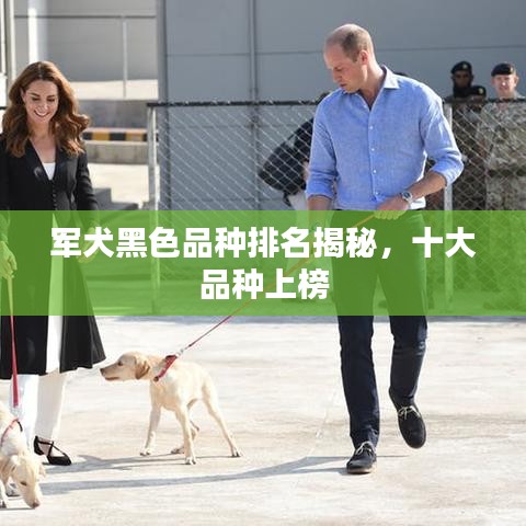 军犬黑色品种排名揭秘，十大品种上榜