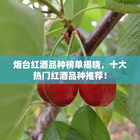 烟台红酒品种榜单揭晓，十大热门红酒品种推荐！