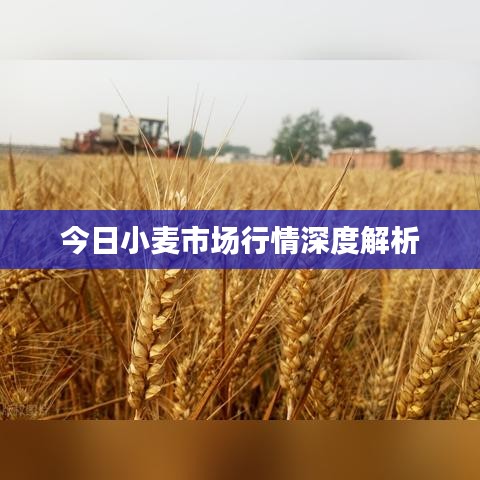 今日小麦市场行情深度解析