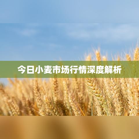 今日小麦市场行情深度解析