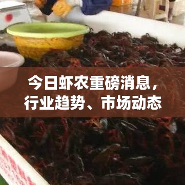 今日虾农重磅消息,行业趋势、市场动态及前景展望深度解析