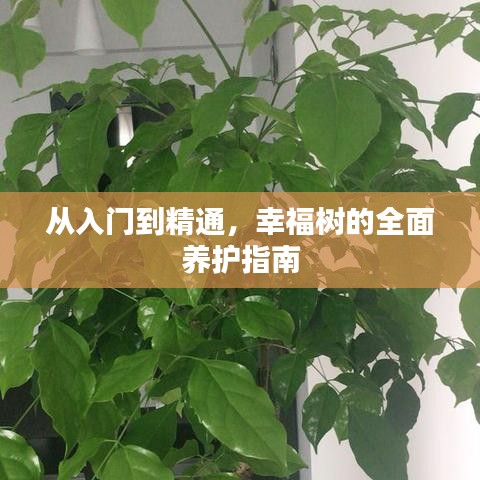 从入门到精通，幸福树的全面养护指南