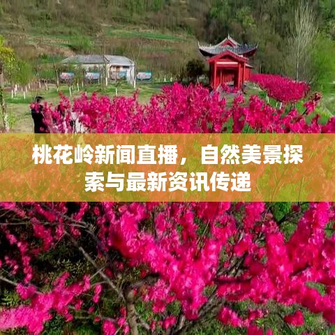 桃花岭新闻直播，自然美景探索与最新资讯传递