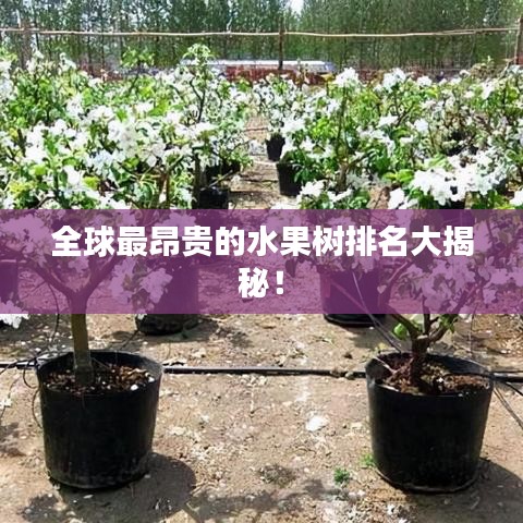 全球最昂贵的水果树排名大揭秘！