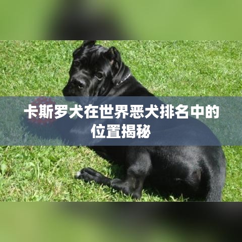 卡斯罗犬在世界恶犬排名中的位置揭秘
