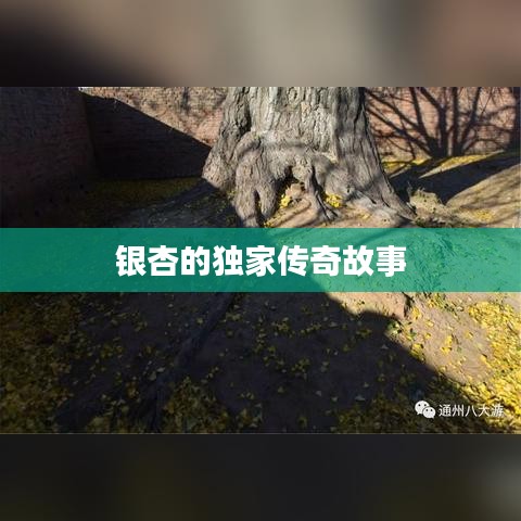 银杏的独家传奇故事