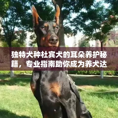 独特犬种杜宾犬的耳朵养护秘籍，专业指南助你成为养犬达人！