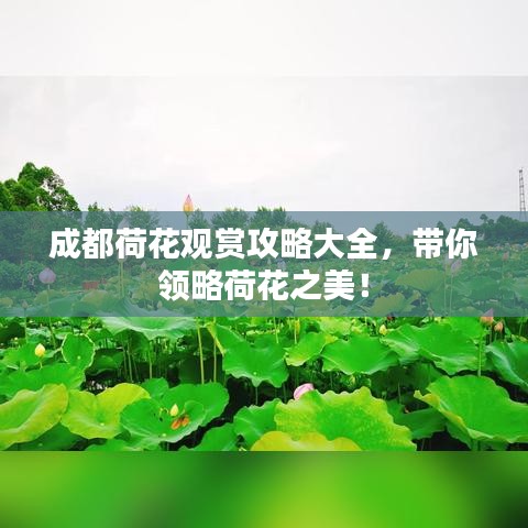 成都荷花观赏攻略大全，带你领略荷花之美！