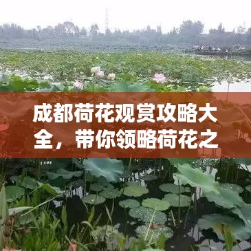 成都荷花观赏攻略大全,带你领略荷花之美!