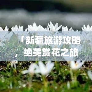 「新疆旅游攻略,绝美赏花之旅,不容错过!」