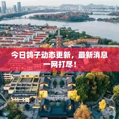 今日鸽子动态更新，最新消息一网打尽！