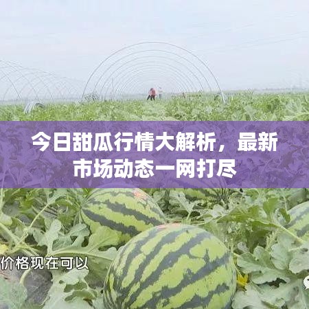 今日甜瓜行情大解析,最新市场动态一网打尽