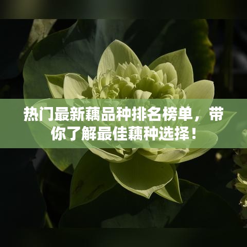 热门最新藕品种排名榜单，带你了解最佳藕种选择！