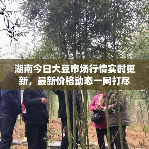 湖南今日大豆市场行情实时更新,最新价格动态一网打尽