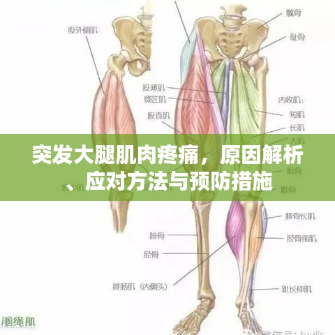 突发大腿肌肉疼痛，原因解析、应对方法与预防措施