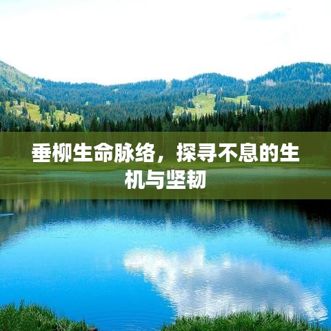 垂柳生命脉络，探寻不息的生机与坚韧