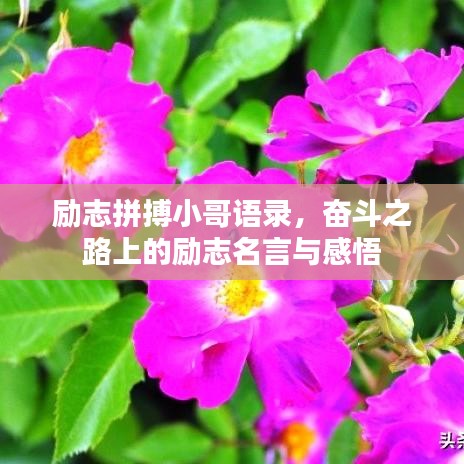 励志拼搏小哥语录，奋斗之路上的励志名言与感悟