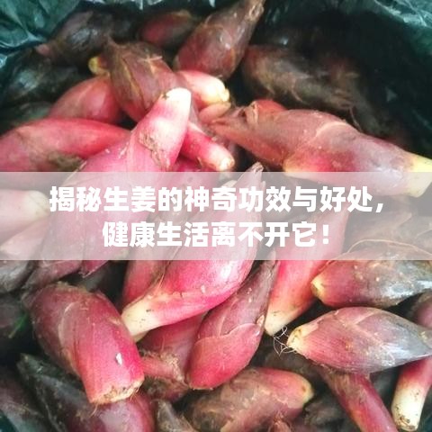 揭秘生姜的神奇功效与好处，健康生活离不开它！