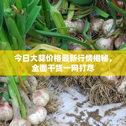 今日大蒜价格最新行情揭秘,全面干货一网打尽