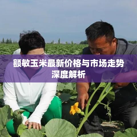 额敏玉米最新价格与市场走势深度解析