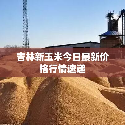吉林新玉米今日最新价格行情速递