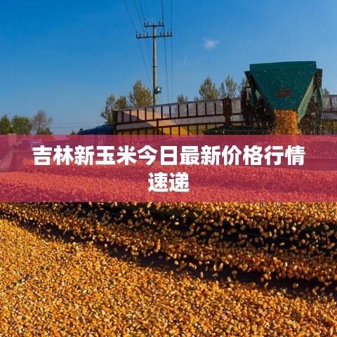 吉林新玉米今日最新价格行情速递