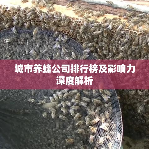城市养蜂公司排行榜及影响力深度解析
