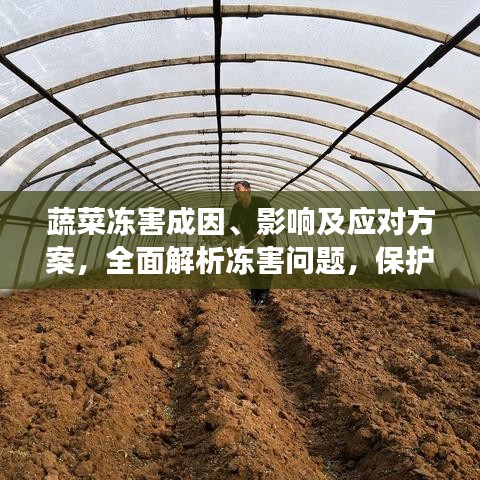 蔬菜冻害成因、影响及应对方案,全面解析冻害问题,保护蔬菜生长安全