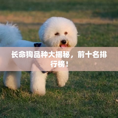 长命狗品种大揭秘，前十名排行榜！