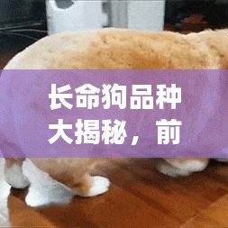 长命狗品种大揭秘,前十名排行榜!